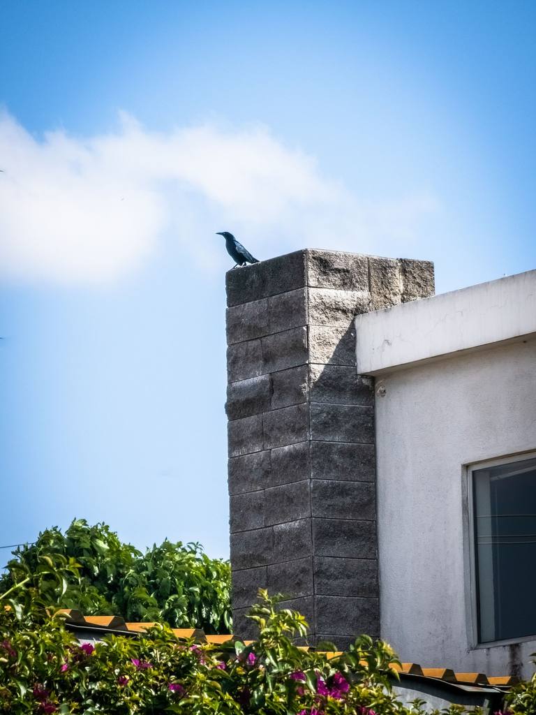 A crow perched on top of a gray block chimney beside a white stucco wall, with flowering shrubs below.